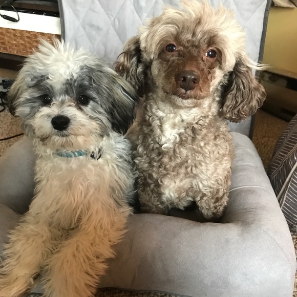 Meet your Posher, Kerry - Picture 3 of 3